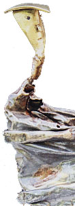 Sculpture